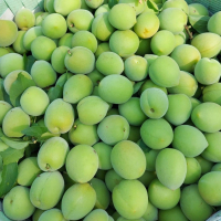 生態農法手採青梅