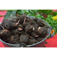 赤芽芋（小芋頭）