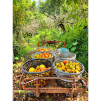 柿子（牛心柿）