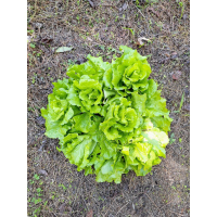 福山萵苣（大陸妹）