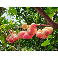 蓮霧（南洋種）