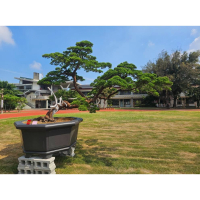 盆栽羅漢松 - 獨特造型與生機盎然的綠色葉片，完美適合室內外裝飾