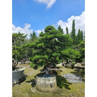 精品造型羅漢松盆景 - 提升空間美感與空氣品質的理想綠植選擇