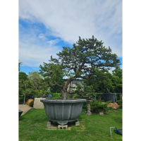 大型造型盆栽景觀樹 - 完美結合自然與藝術的庭院綠化美化首選
