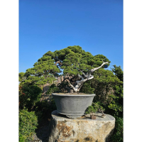 精品盆栽盆景造型松樹 - 自然藝術的完美融合，理想庭院植栽與園藝精品選擇