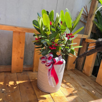 龍珠果樹盆栽- 為居家與辦公空間增添自然生氣的完美選擇