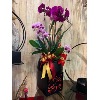 富貴蝴蝶蘭盆栽 - 高貴優雅的紫色與粉紫色花朵，搭配紅金蝴蝶結，象徵幸福與財富的最佳賀禮選擇