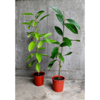 清華桂樹_肉桂苗_真桂自然農場