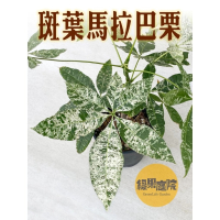 綠果庭院 觀葉植物 斑葉馬拉巴栗
