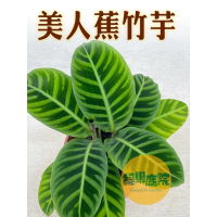 綠果庭院 觀葉植物 美人蕉竹芋