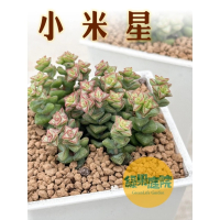綠果庭院 多肉植物 小米星