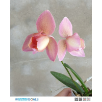 粉紅蝴蝶蘭盆栽 - 家居與辦公空間的優雅裝飾，完美送禮選擇，簡單養護的空氣淨化植物