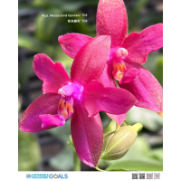 凱烏蘭妮 ＇704＇ 蘭花 - 色澤鮮豔的蝴蝶蘭，完美室內植物與花卉裝飾選擇