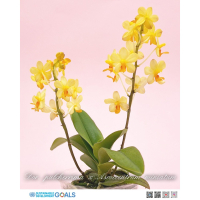 黃花迷你蝴蝶蘭 - 鮮艷黃色花朵的室內裝飾與禮品首選