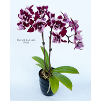 Phal. SKB Black Lace 黑玫瑰蝴蝶蘭 - 獨特花色的耐陰室內植物，完美居家裝飾與辦公室盆栽