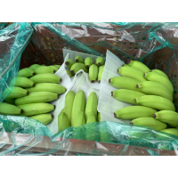 香蕉 - 健康飲食的優質選擇，富含膳食纖維與抗性澱粉