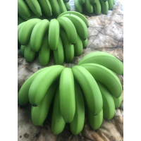 新鮮青蕉 - 營養豐富的健康食材，適合多種烹飪方式