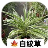 白紋草 - 優雅室內綠植，空氣淨化的理想選擇