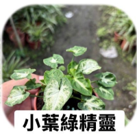 小葉綠精靈盆栽 - 理想的室內綠植，為您的生活空間帶來清新綠意