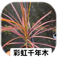 彩虹千年木 - 色彩繽紛的室內外盆栽植物，完美提升空間綠意與空氣品質