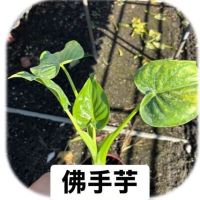 佛手芋盆栽 - 吉祥如意的室內觀葉植物，淨化空氣，提升居家綠意與幸福感