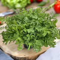 新鮮香嫩裂葉芝麻葉，健康美味的綠色選擇！