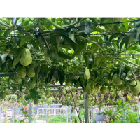 【老天爺給的食物】天然無添加！蓮花客家野菜火鍋｜花蓮吉安食農教育體驗，傳承夏日養生冰品美食！