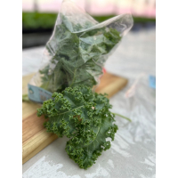 羽衣甘籃bbbb 羽衣甘籃