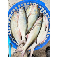 肉質細嫩無小刺！野生大午魚，健康美味首選